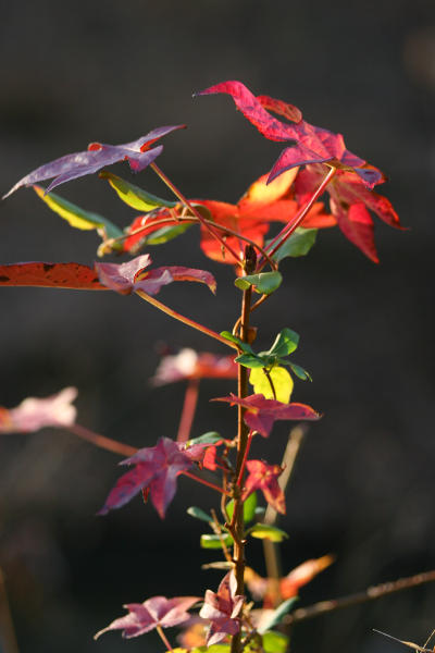 American sweetgum Liquidambar styraciflua sapling showing late fall colors