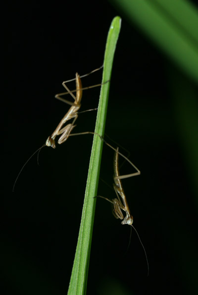 two juvenile Chinese mantises Tenodera sinensis on opposite sides of grass blade