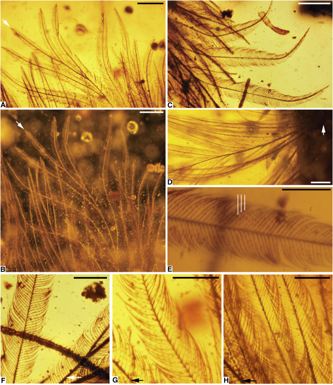 photomicrographs of amber-preserved coelurosaur tail and feathers