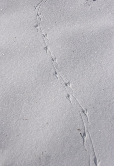 alternating bird tracks in snow