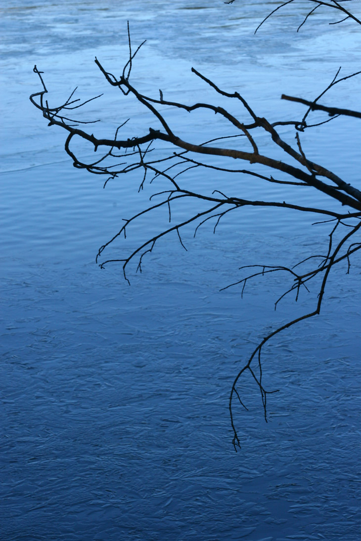 bare branches against frozen pond