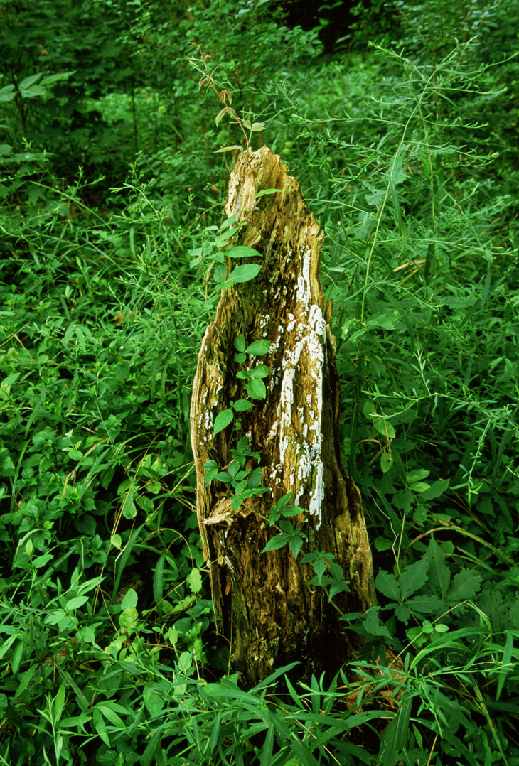 rotted stump with clinging vines