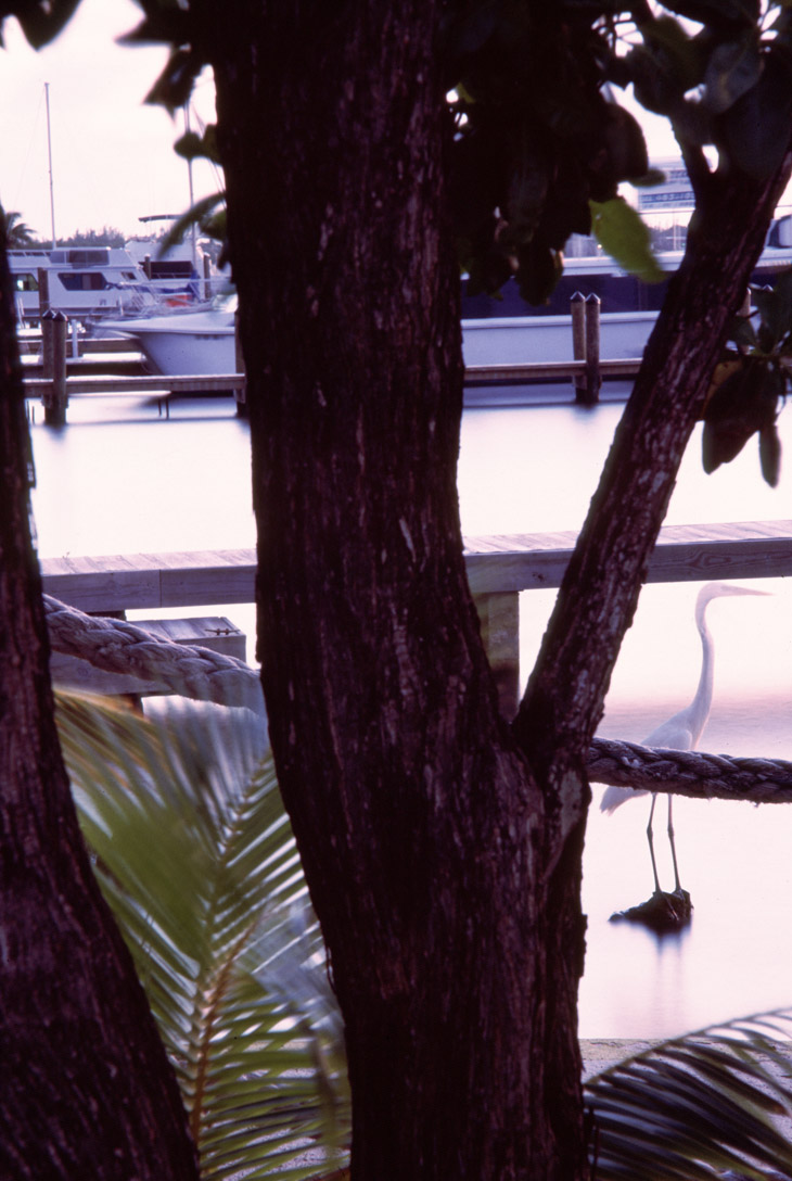 great egret Ardea alba alongside dock at Key Largo