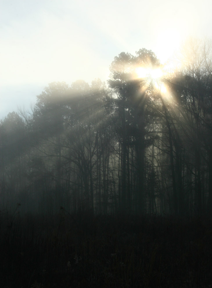 sun bursting from behind trees in heavy fog conditions