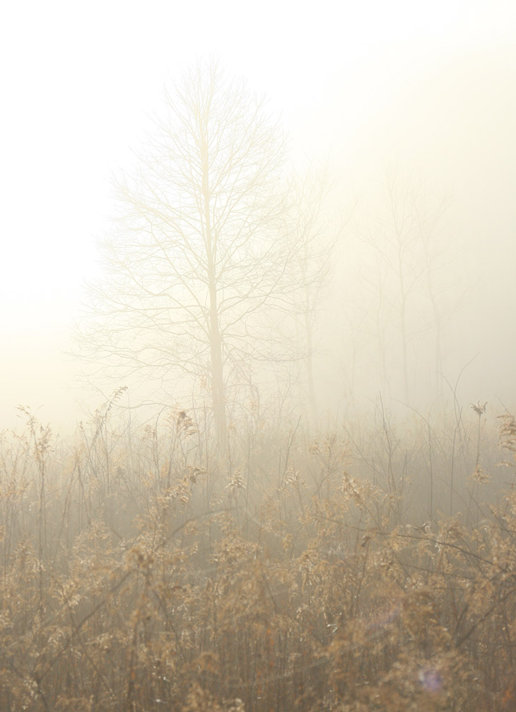 tree in heavy sunrise fog at Mason Farm