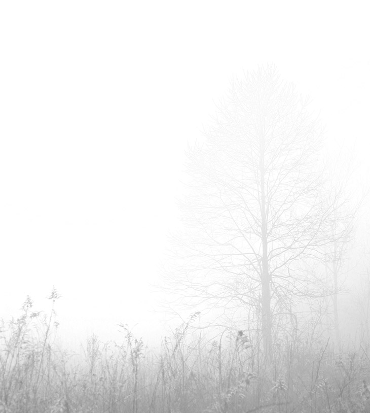 tree in fog, red channel monochrome