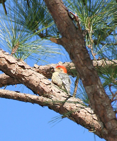 red-bellied woodpecker Melanerpes carolinus making a reluctant appearance