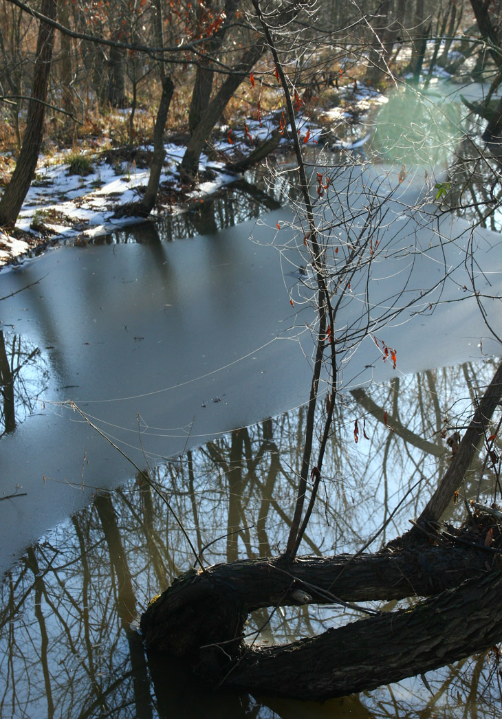 spiderwebs against near-frozen drainage channel