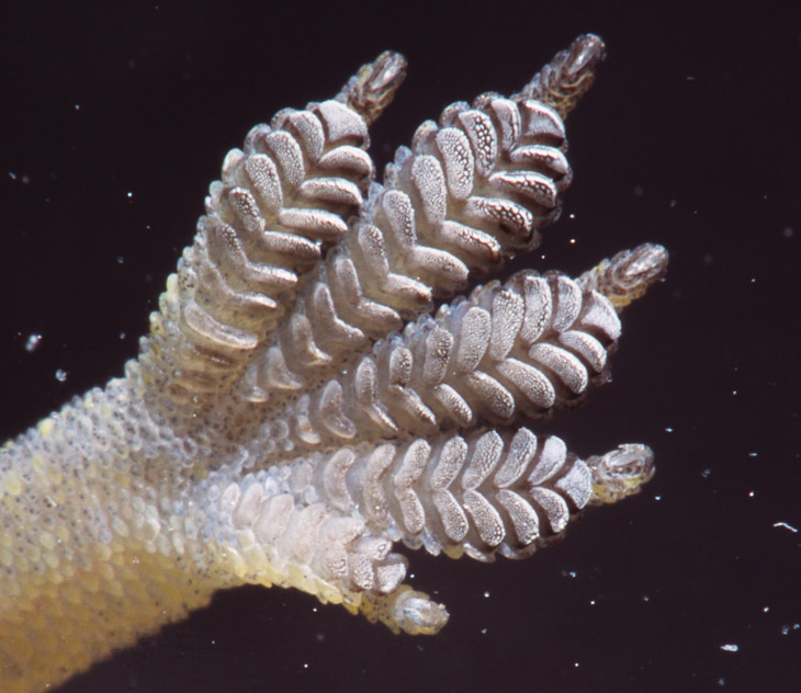 close up of gecko foot pad, unknown species