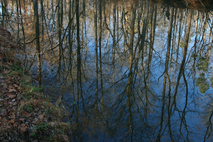 bare trees and blue sky reflected in still creek