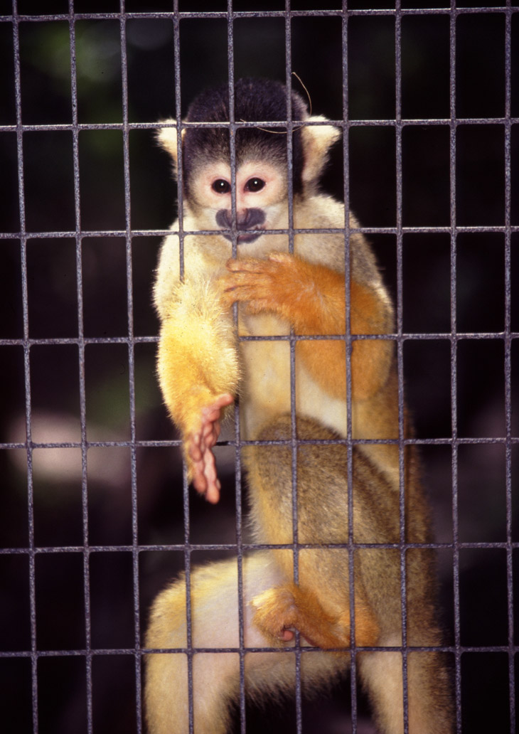 black-capped squirrel monkey Saimiri boliviensis requesting a gift of a film can