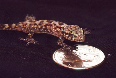 Mediterranean house gecko Hemidactylus turcicus on dime for scale