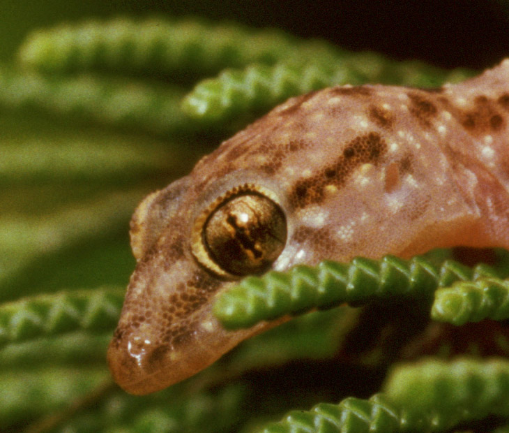 Mediterranean house gecko Hemidactylus turcicus eye closeup