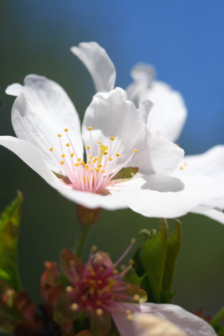 weeping cherry blossom against blue sky