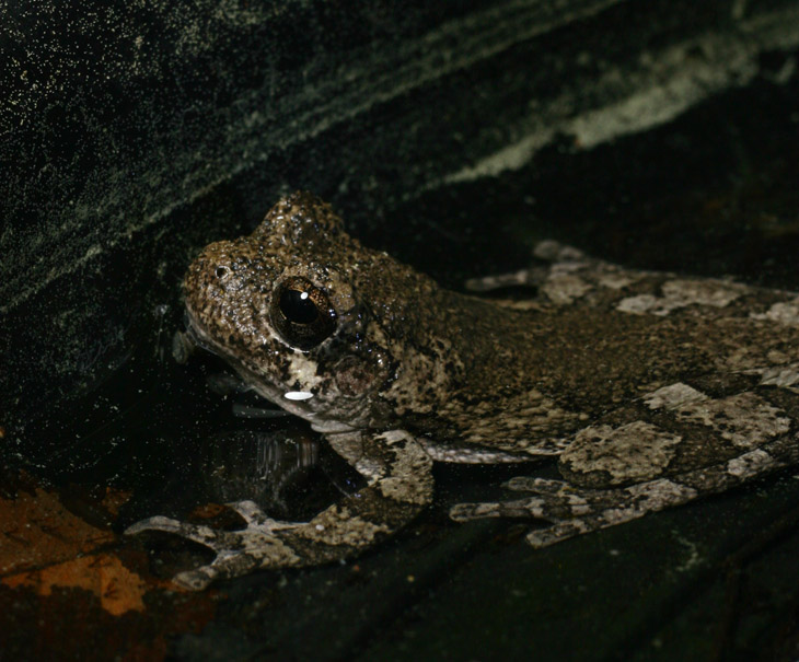 Copes grey treefrog Hyla chrysoscelis trying to be unobtrusive atop rain barrel