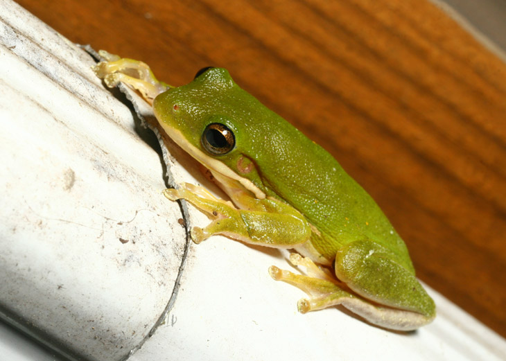 green treefrog Hyla cinerea perched on downspout