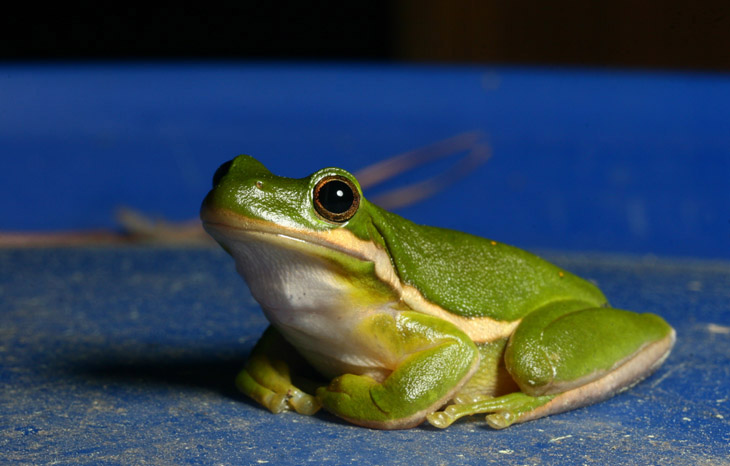 green treefrog Hyla cinerea posed on rain barrel