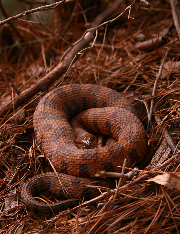 Northern water snake Nerodia sipedon basking at edge of pond