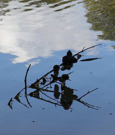 partially-submerged pine branches on water