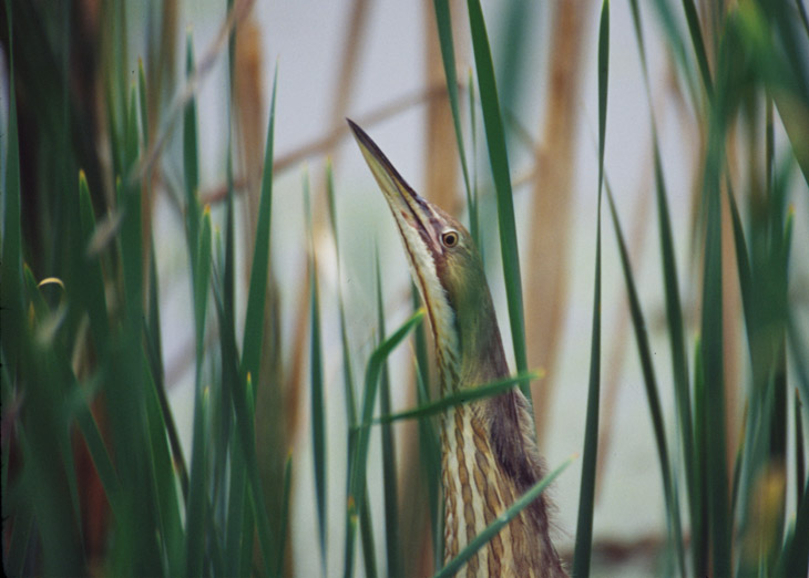 American bittern Botaurus lentiginosus not really blending in with the reeds