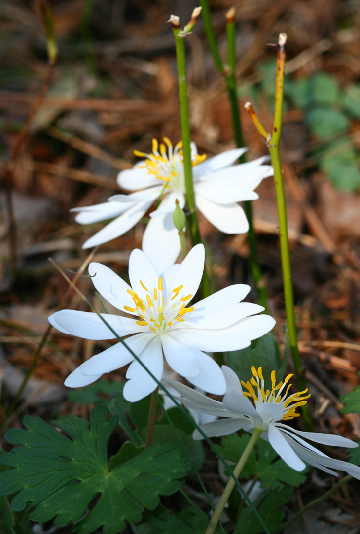 small patch of bloodroot Sanguinaria canadensis blossoms