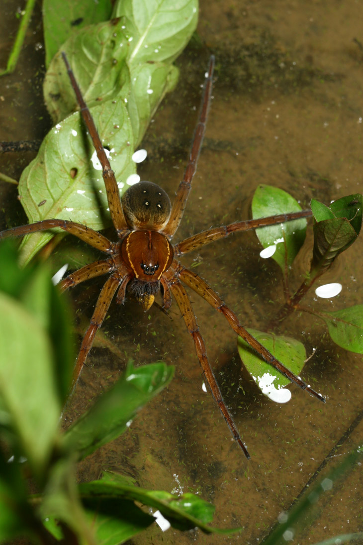 six-spotted fishing spider Dolomedes triton on flooded lawn