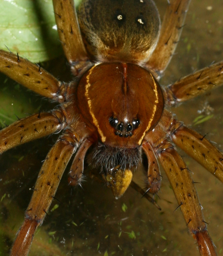 six-spotted fishing spider Dolomedes triton inset showing another captured fishing spider