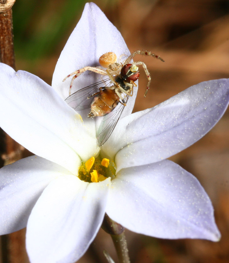 unidentified crab spider with hoverfly prey atop purple blossom
