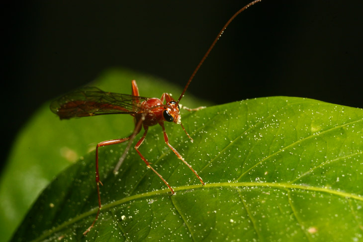 unidentified wasp on gardenia leaf with pine pollen