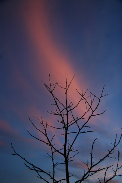 sunset glow behind bare tree