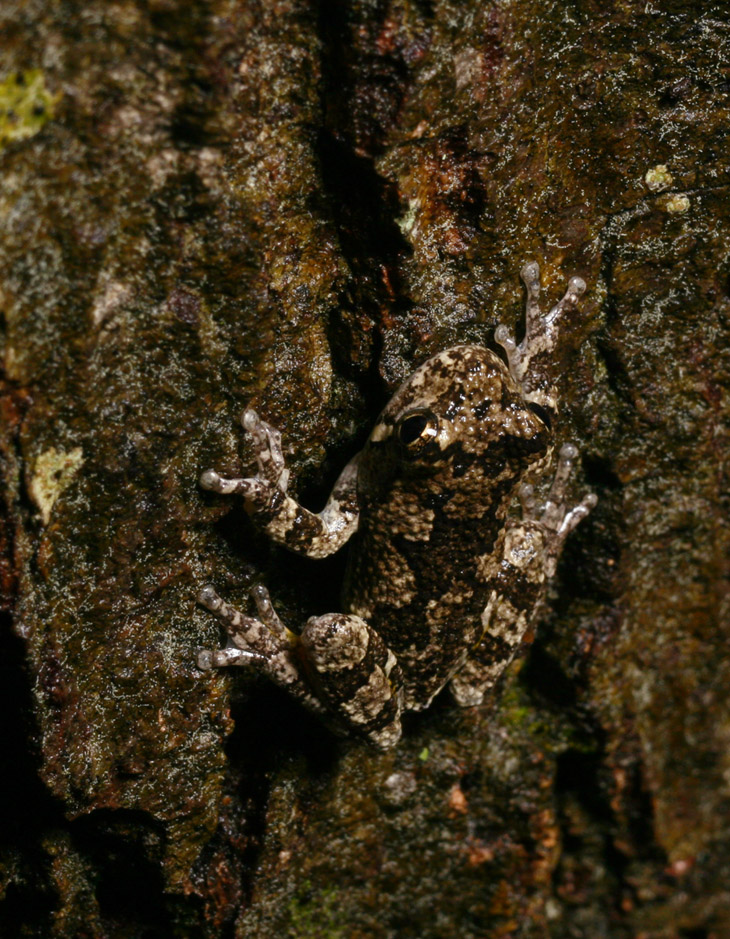 Copes grey treefrog Hyla chrysoscelis on wet oak bark