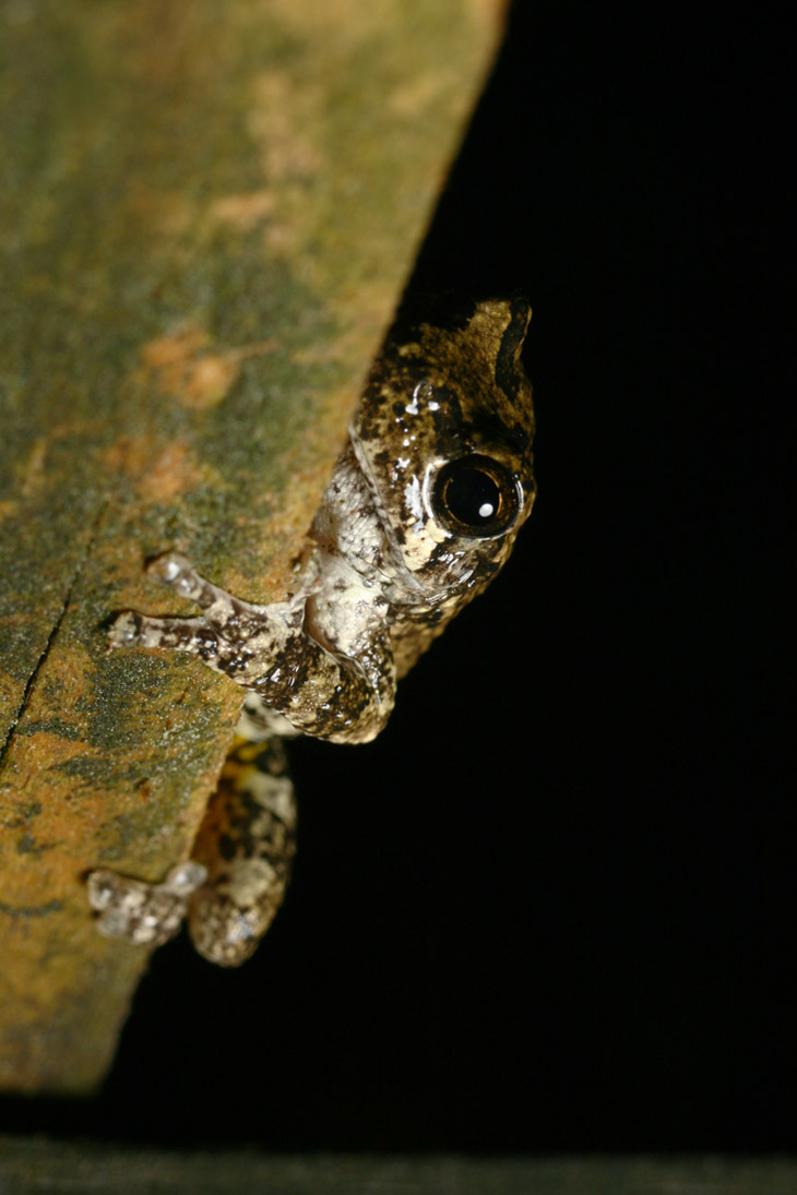 Copes grey treefrog Hyla chrysoscelis perched on fence edge