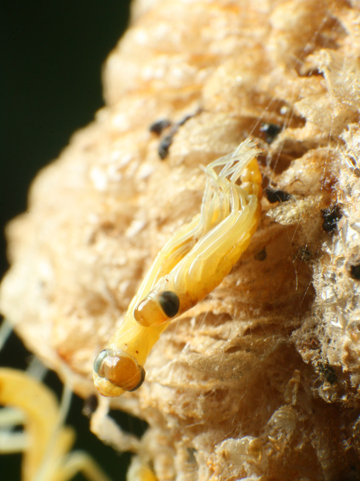 Chinese mantids Tenodera sinensis newly emerged from egg sac ootheca