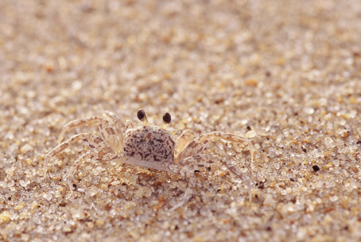 Juvenile Atlantic ghost crab Ocypode quadrata showing off camouflage