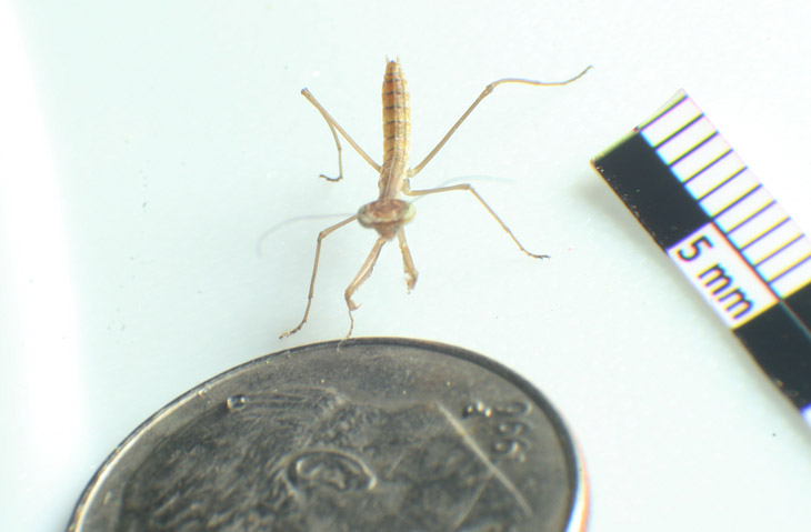 newborn Chinese mantis Tenodera sinensis with millimeter scale and dime for comparison