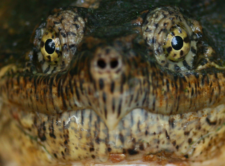 extreme close-up portrait of common snapping turtle Chelydra serpentina