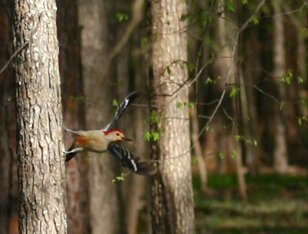 red-bellied woodpecker Melanerpes carolinus launching itself from tree