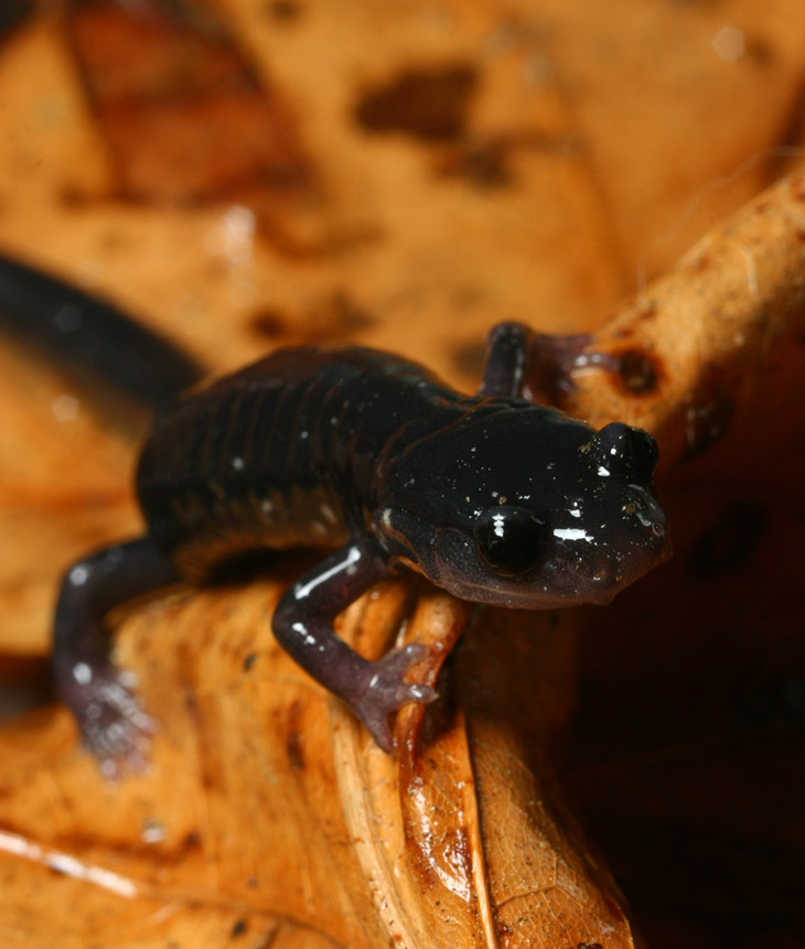 slimy salamander Plethodon glutinosus peering over leaf