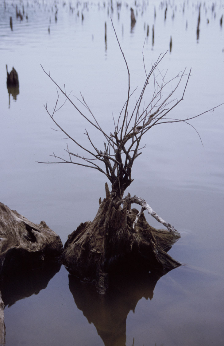 small dead tree on flood plain holding small surprise