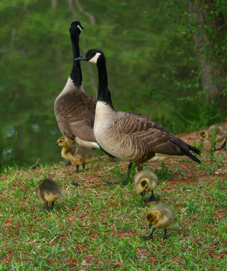 Canada goose Branta canandensis family on pond shore