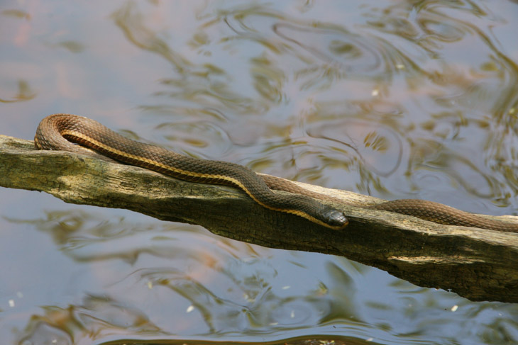 queen snake Regina septemvittata basking along waterside branch