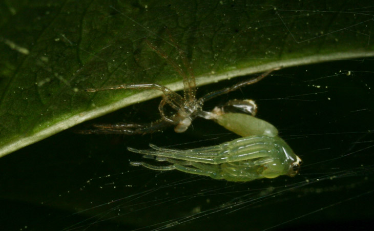 magnolia green jumping spider Lyssomanes viridis in later stage of molting