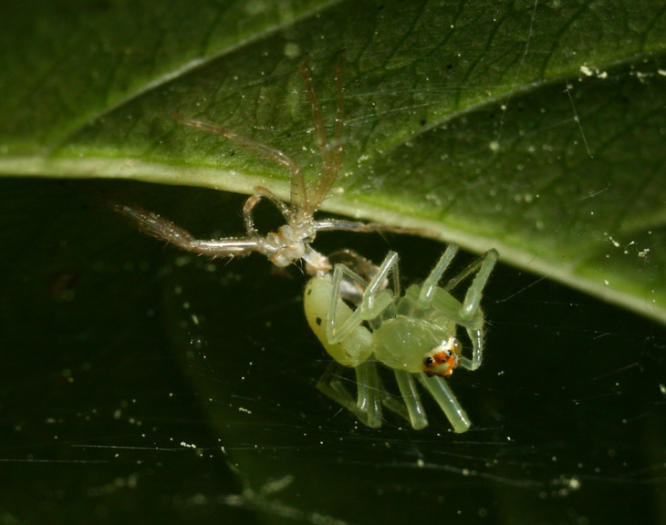 Magnolia green jumping spider Lyssomanes viridis in final stage of molting