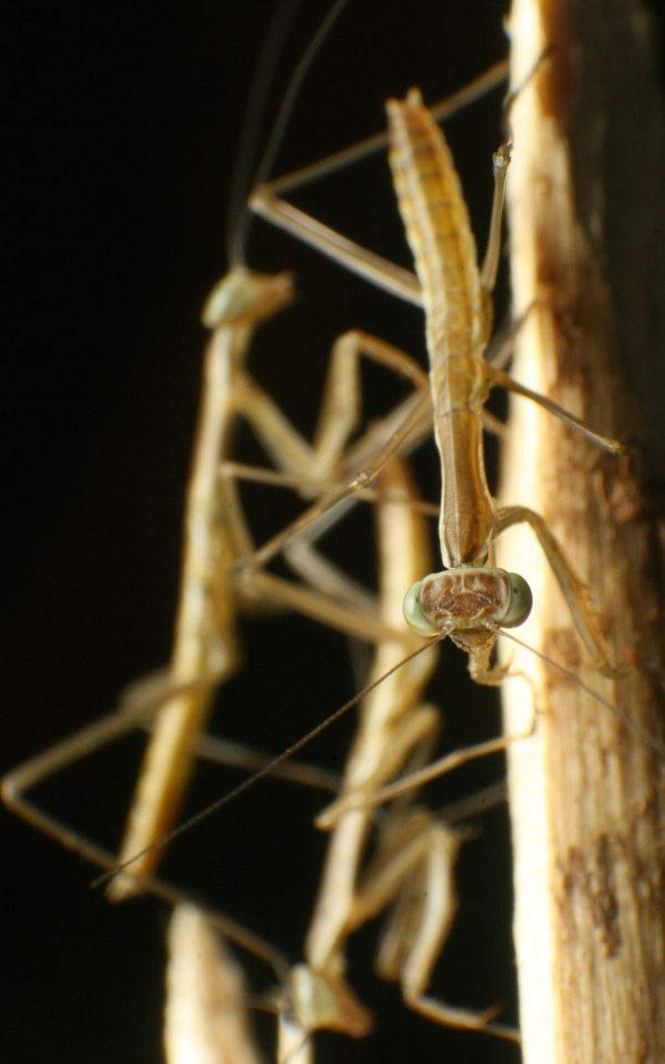 a cluster of newborn Chinese mantises Tenodera sinensis