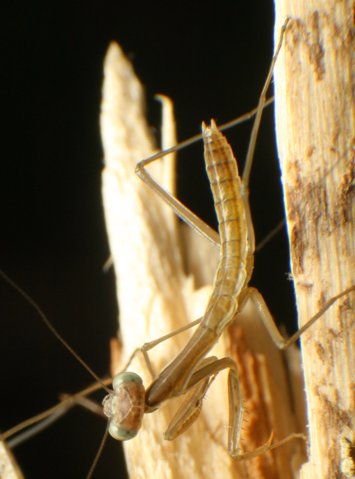 newborn Chinese mantis Tenodera sinensis showing fine detail