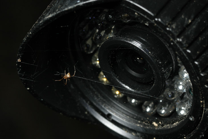 unidentified spider perched in front of infra-red video camera lens