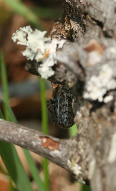 Eastern fence lizard Sceloporus undulatus attmepting to hide from the papparazzi