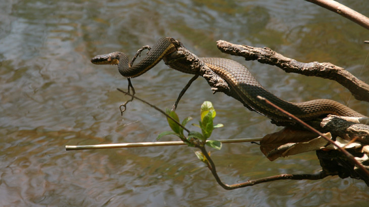 queen snake Regina septemvittata in alert position on root tip