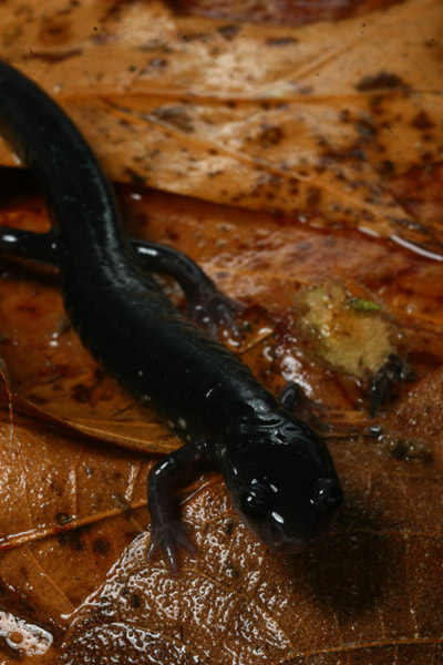 slimy salamander Plethodon glutinosus with bad lighting