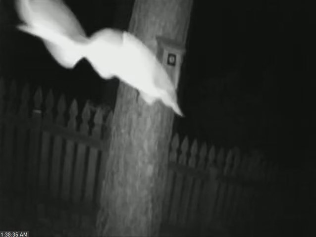 screen capture from IR camera showing very close pass of something, possibly a bat